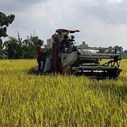 Berkat Program OPIP Kementan, Panen Padi Mampu Emapt Kali Setahun