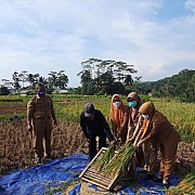 Produktivitas Padi Petani Ciamis Meningkat Berkat Program OPIP Kementan