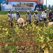 Kementan Bersama Bupati Pesisir Barat Panen Perdana Kedelai