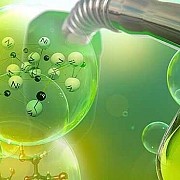 Wujudkan Peran Penting Bioenergi di Tanah Air