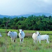 BULS Peternakan Sapi Terintegrasi