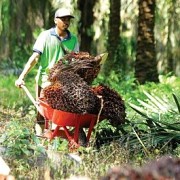 GAPKI Dorong Implementasi ISPO Di Seluruh Pelaku Industri Sawit