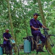 Raksasa Baru Bernama PTPN III