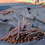 Koperasi KARAVAN: Garda Terdepan Keberlanjutan Petani Vanili