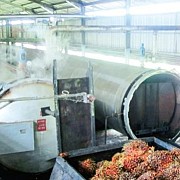 GAPKI ISPO dan Jejak Sawit Menuju Keberlanjutan