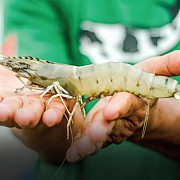 Udang Kaltara Was-Was Tarif Impor, Apindo Berjuang