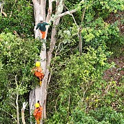 PLN Babel Bersama Warga Bersihkan Pohon Kritis, Jaga Keandalan Transmisi 150kV