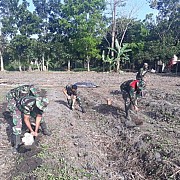 Koramil Aluh-Aluh Budidayakan Tanam Sayuran Di lokasi Demplot