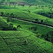 Memanjakan Hati dan Pikiran di Kebun Teh Kemuning Karanganyar