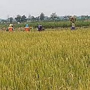 Komitmen Bersama Serap Gabah 100.000 Ton Disambut Baik Petani Grobogan