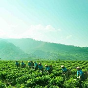 Transformasi Bisnis PTPN VIII Optimalisasi Aset