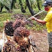 APPKSI Minta Jokowi Cabut Bea Keluar Ekspor CPO Buat Beban Petani Sawit