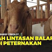 CSF Farm Bogor; Peternakan Kambing Modern Terintegrasi Bank Pakan