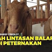 CSF Farm Bogor; Peternakan Kambing Modern Terintegrasi Bank Pakan