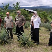 Nanas Pakpak, Ikon dari Ujung Barat Sumatera yang Siap Tembus Pasar Ekspor