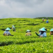 Masa Depan Teh Indonesia Terancam