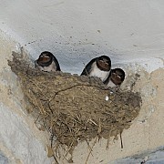 Mendulang Rupiah Dari Sarang Burung Walet