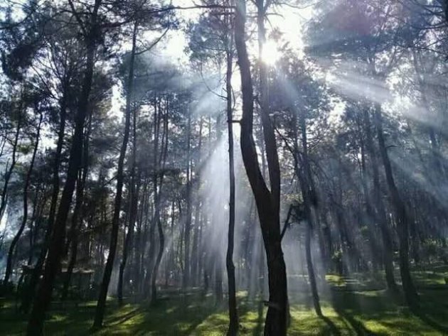 Jelejahi Keindahan Hutan Pinus Purwakarta di Wisata Alam Pasir Langlang Panyawangan