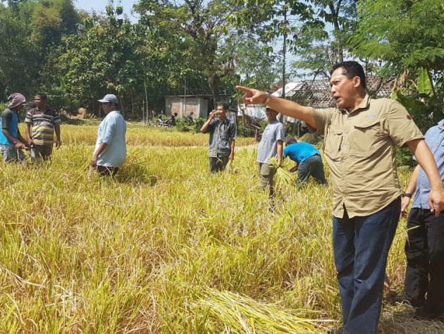Bulog Dukung Pembangunan Proyek Food Estate  di Kalimantan Tengah
