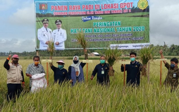 Petani Cilacap Berhasil Panen Padi Program Kementan