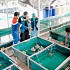 Pendampingan CSR Pertagas di Siak, Sukses Kembangkan Budidaya Udang Lobster Tawar